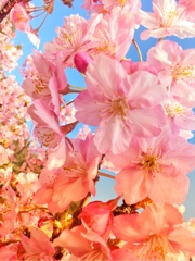 春の知らせ