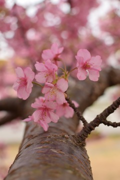 早咲き桜