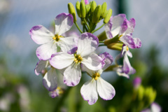 海辺に咲く花