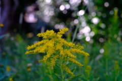 セイタカアワダチソウ