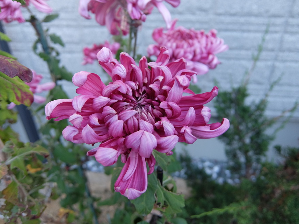 一輪菊