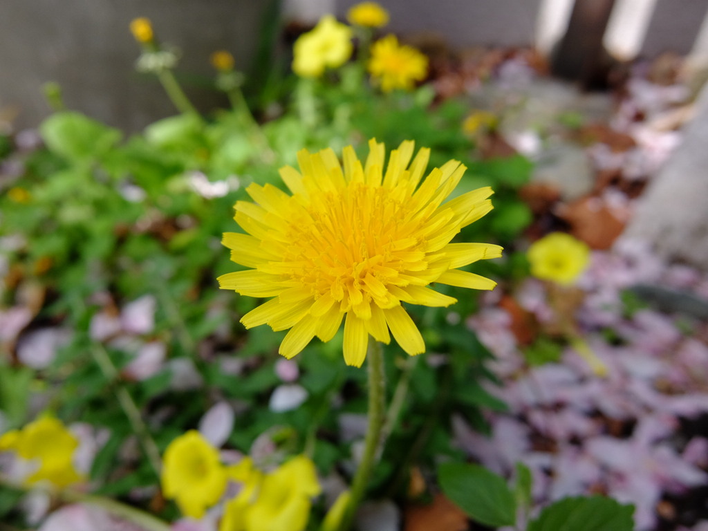 タンポポ