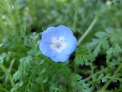 ネモフィラ