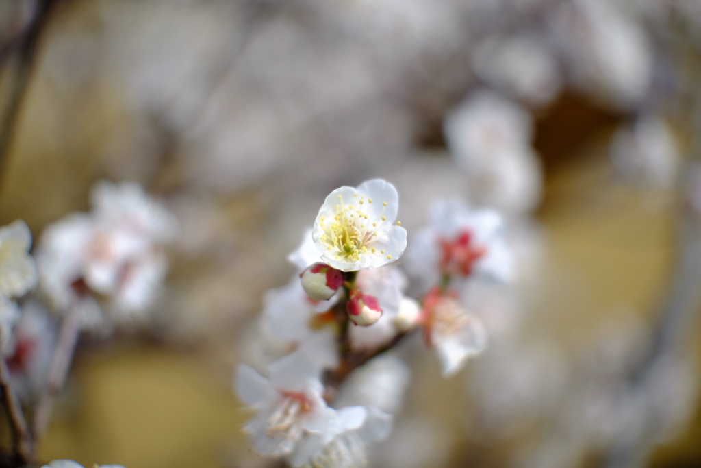 梅の花