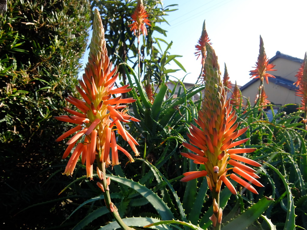 アロエの花
