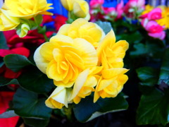 リーガース・ベコニア