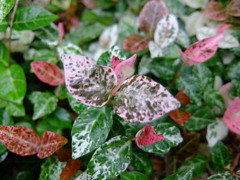 ハツユキカズラ