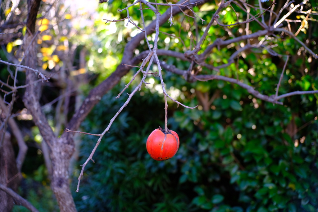 食べごろです。