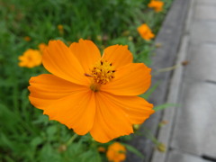 キバナコスモス