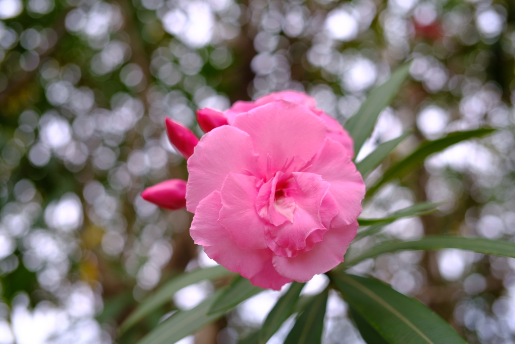 山茶花