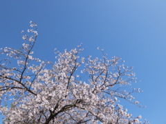 桜と青空