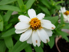 ジニアリネアリス