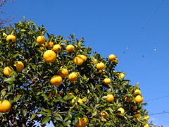 ポンカンと青空