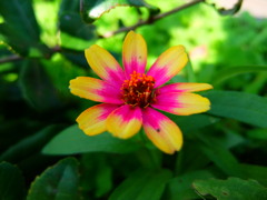 ジニア・百日草