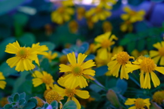 ヘレニユム(団子菊)