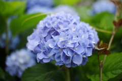 紫陽花