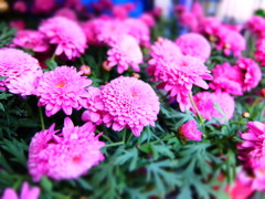 マーガレットモリンバ