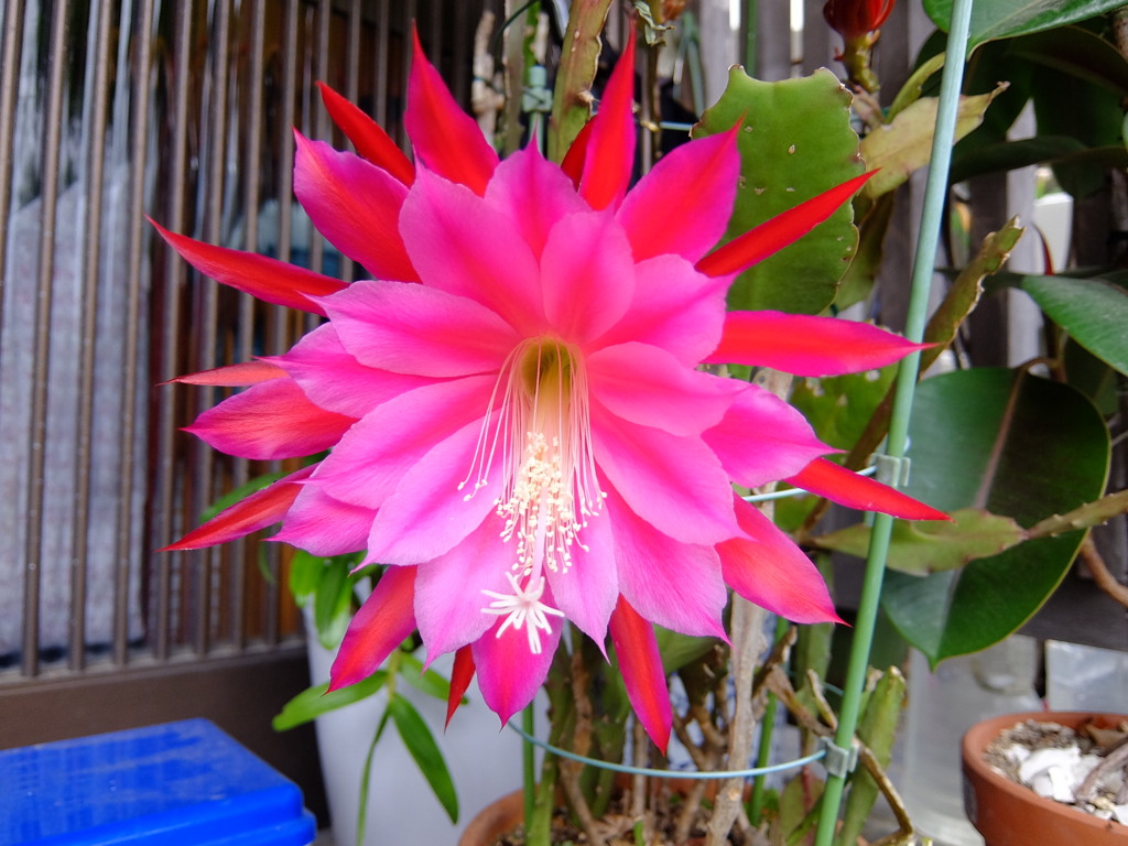 サボテンの花