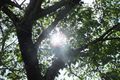 木漏れ日