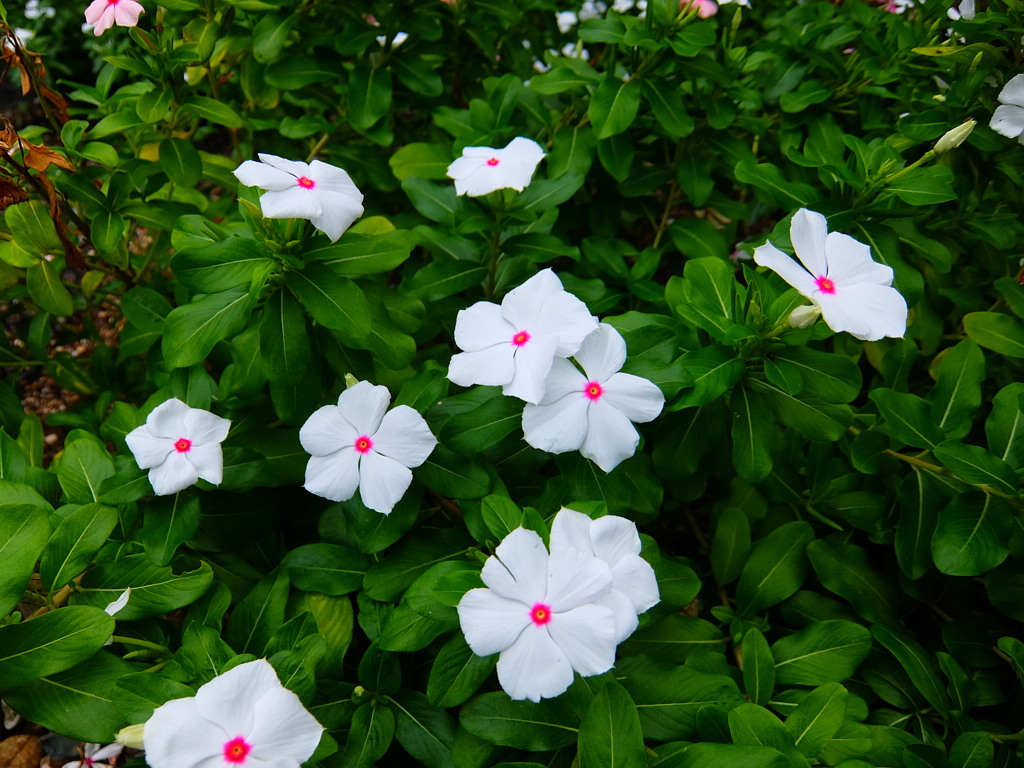 日々草
