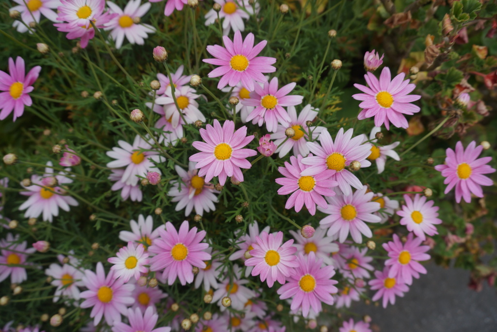 デージーかな？