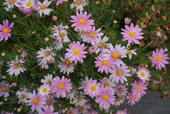 デージーかな？