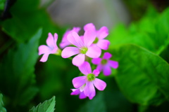 ムラサキカタバミ