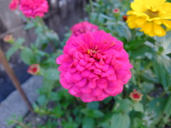 ジニア(百日草)