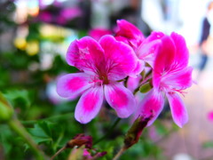 ペラルゴニウム