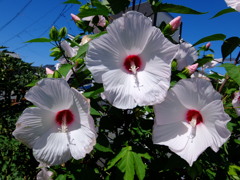 ハイビスカス