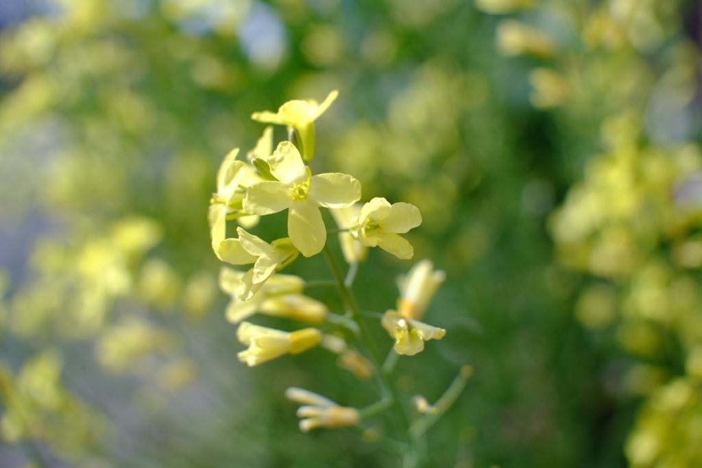 キャベツの花