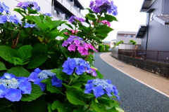 雨を楽しもう。