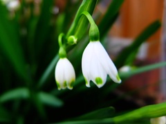 スノーフレーク