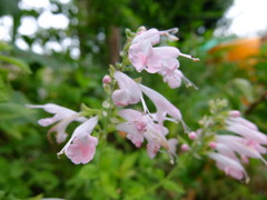 サルビアコネクシア