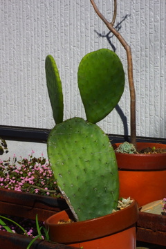 ミッキーマウス・・・？