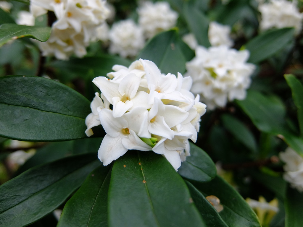 沈丁花