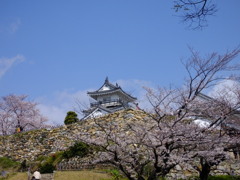 城と桜