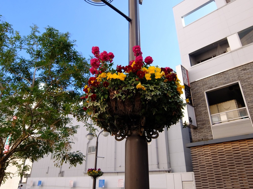 天空の花