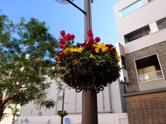 天空の花