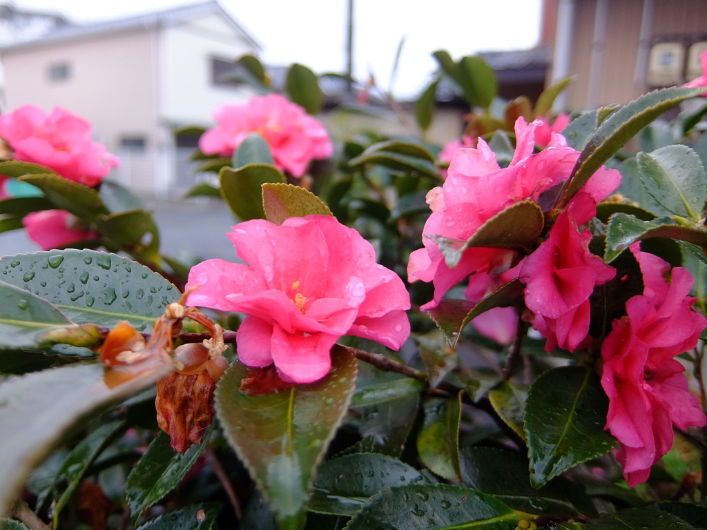 雨も滴る。