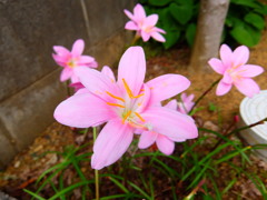 桃色タマスダレ