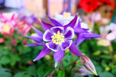 オダマキが春を呼ぶ