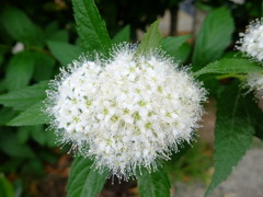 梅雨の時期に咲く花