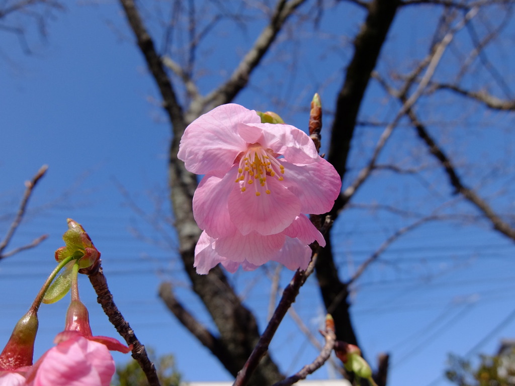 河津桜