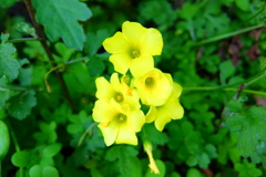 オオキバナカタバミ