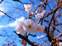 待ちに待った開花宣言