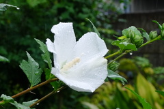 雨に濡れた木槿
