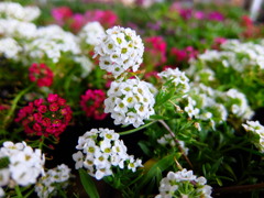 スィートアリッサム