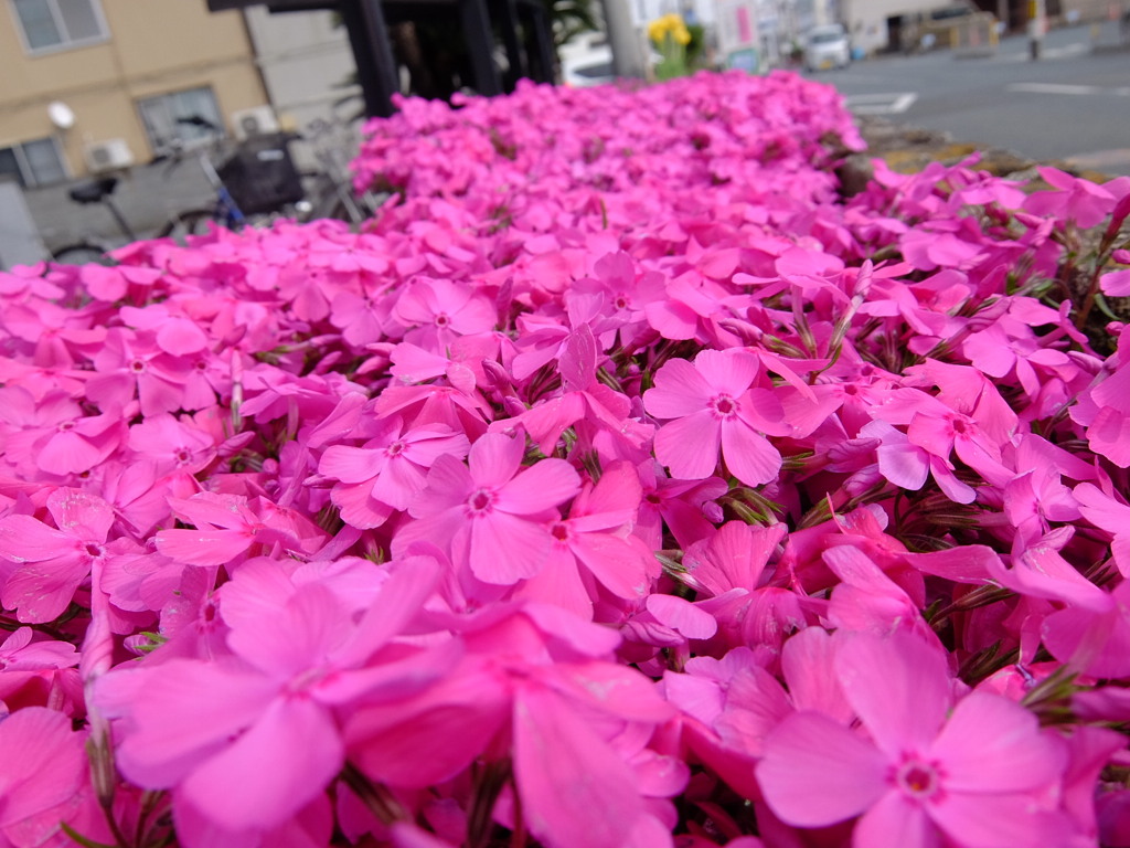 芝桜
