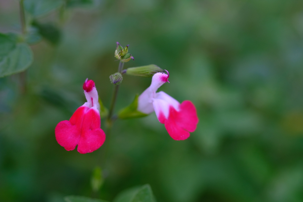 チェリーセージ